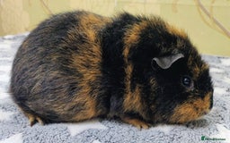 Guinea Pig rodents for sale: Pairs of Sows - Happy, Healthy, Friendly Sows - Image 14