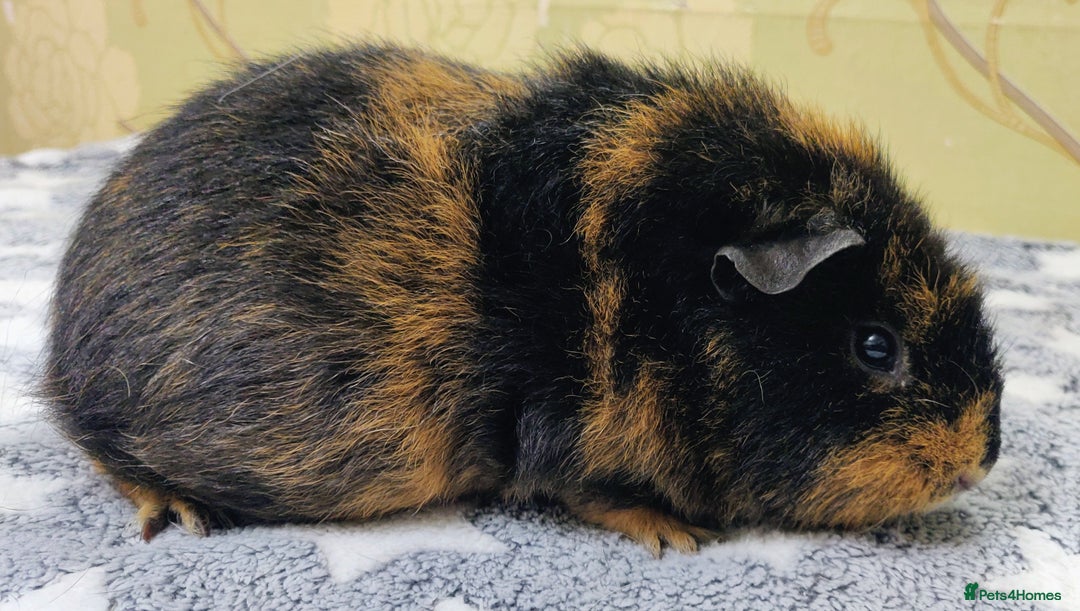 Guinea Pig rodents for sale: Pairs of Sows - Happy, Healthy, Friendly Sows - Image 14