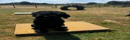 Russian Black Terrier dogs for sale: Hercules  - Advert 3