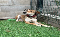 Mixed Breed dogs for adoption: Meet Barney, currently residing in Cheshire  in Nantwich - Image 13