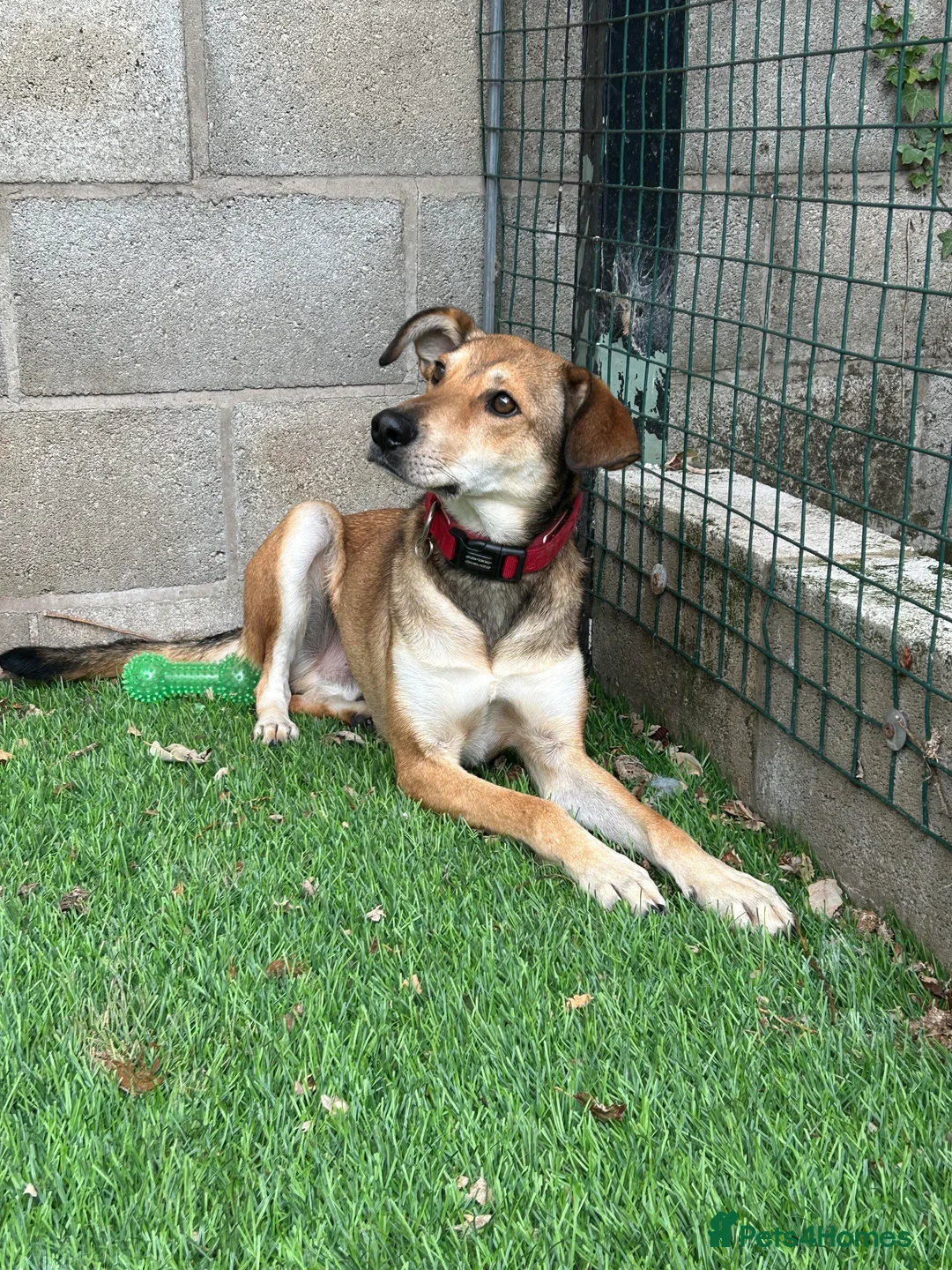 Mixed Breed dogs for adoption: Meet Barney, currently residing in Cheshire  in Nantwich - Advert 13