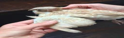Quail poultry for sale: Celadon egg hatched Cortunix male. in Driffield - Advert 2