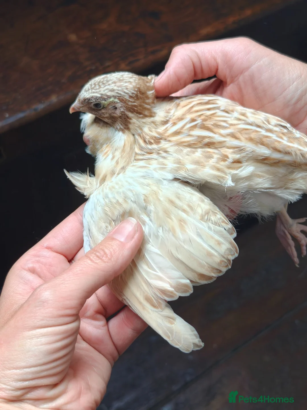 Quail poultry for sale: Celadon egg hatched Cortunix male. in Driffield - Advert 2