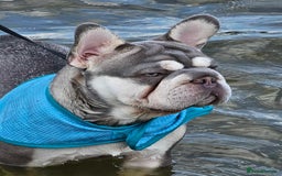 French Bulldog dogs for stud: French bulldog studs - Image 7