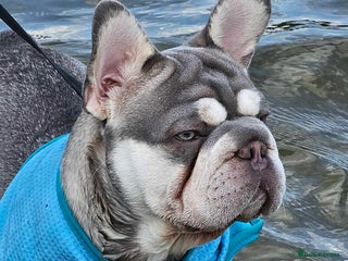 French Bulldog dogs - Advert 27