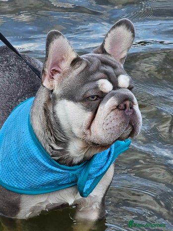 French Bulldog dogs - Advert 1