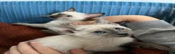 Siamese cats for sale: Siamese girls ready soon - Advert 5