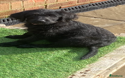 Labradoodle dogs for sale: F1 labradoodles  - Image 2