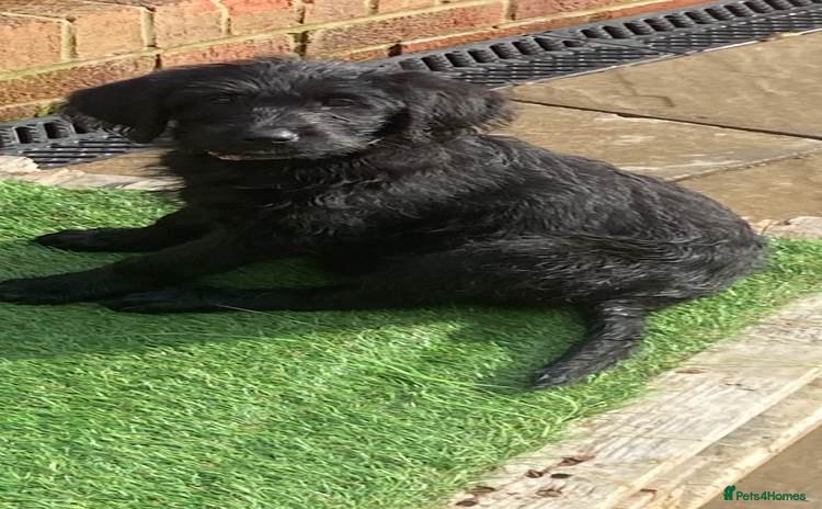 Labradoodle dogs - Advert 3
