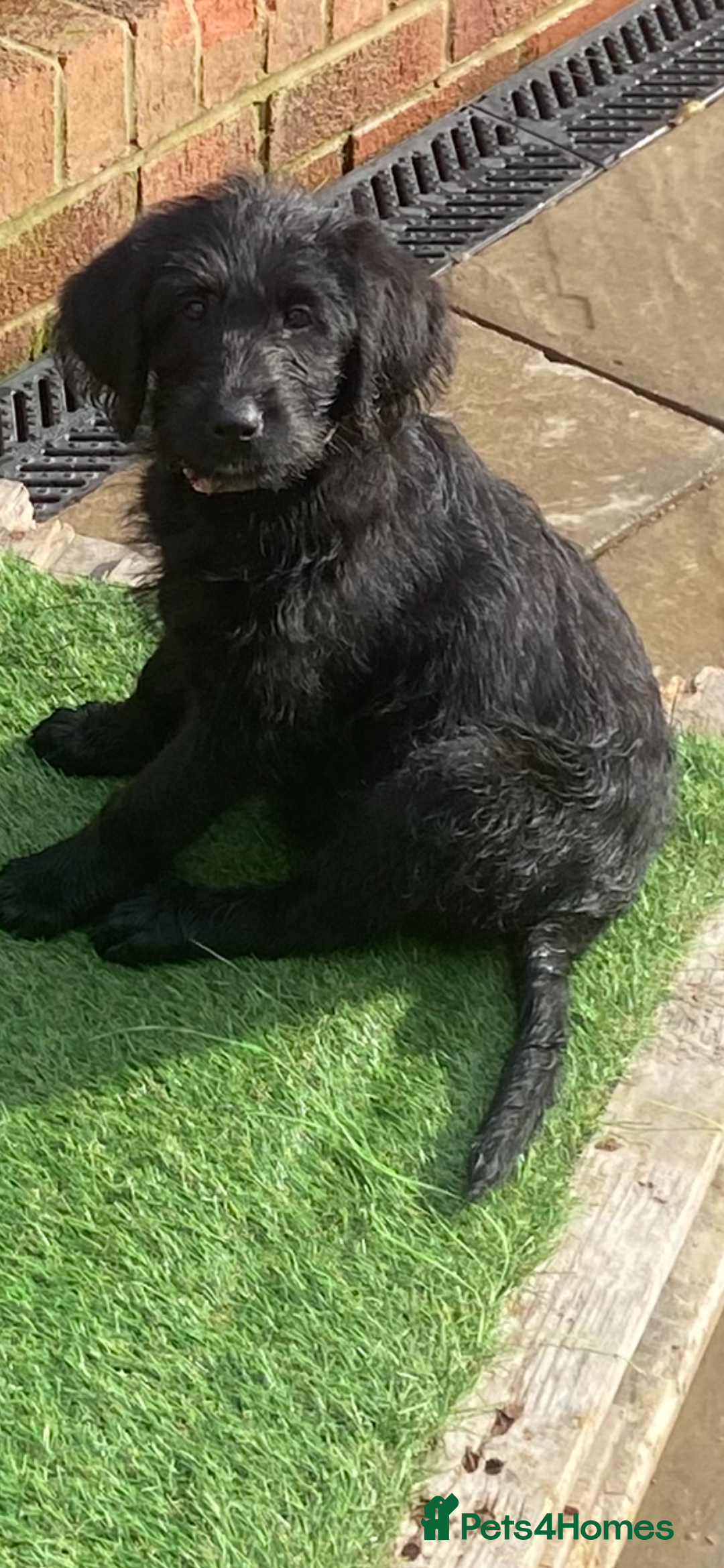 Labradoodle dogs for sale: F1 labradoodles  - Image 2