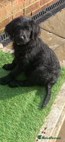 Labradoodle dogs - Advert 12