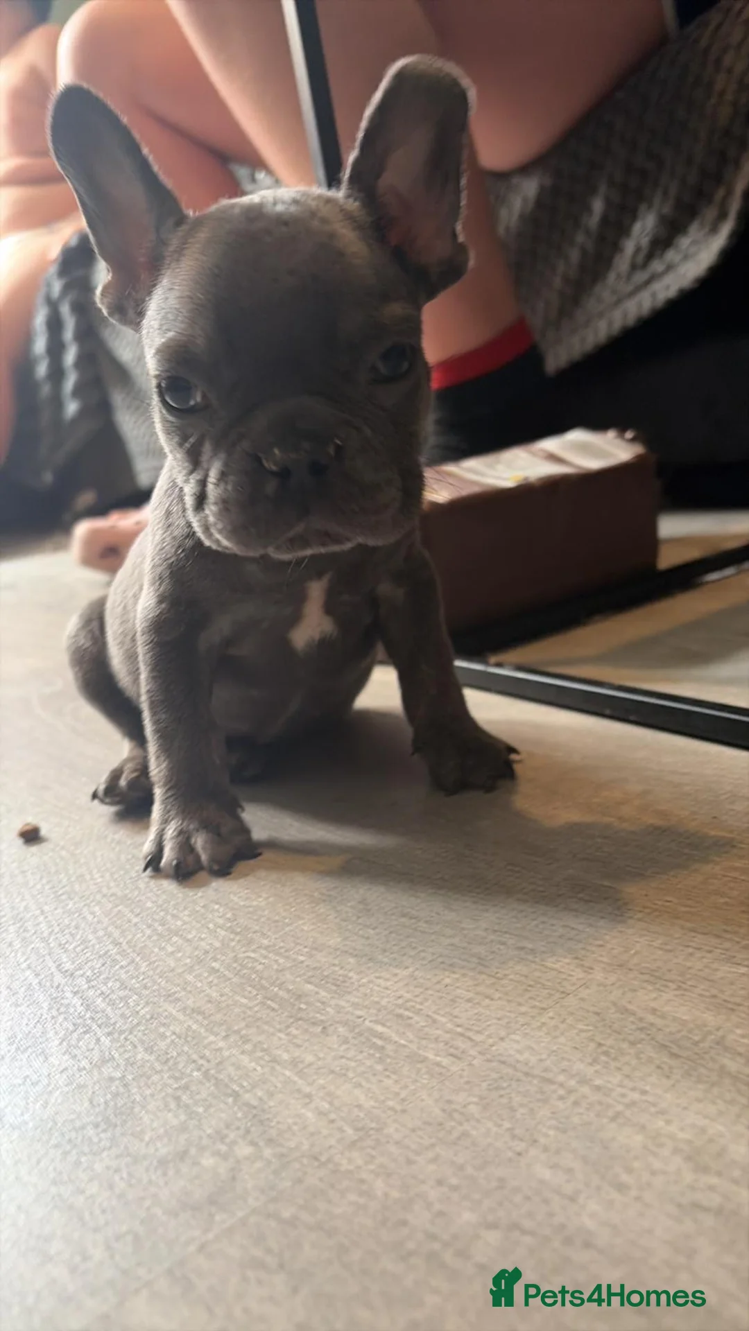 French Bulldog dogs for sale: French bulldog puppy  - Advert 2
