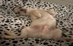 Chihuahua dogs for sale:  Adorable Chihuahua 15 weeks  Puppy  - Image 3