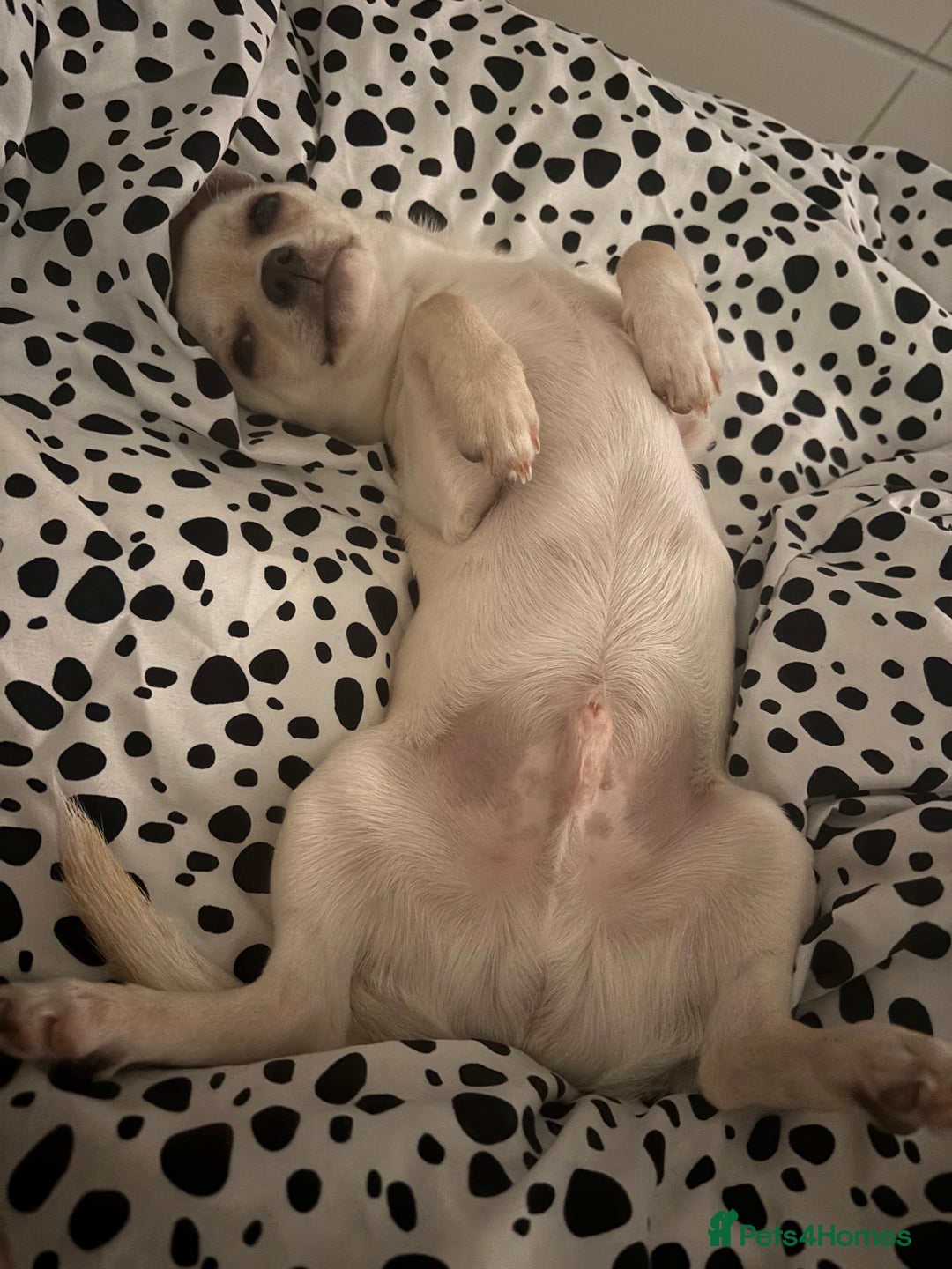 Chihuahua dogs for sale:  Adorable Chihuahua 15 weeks  Puppy  - Image 3