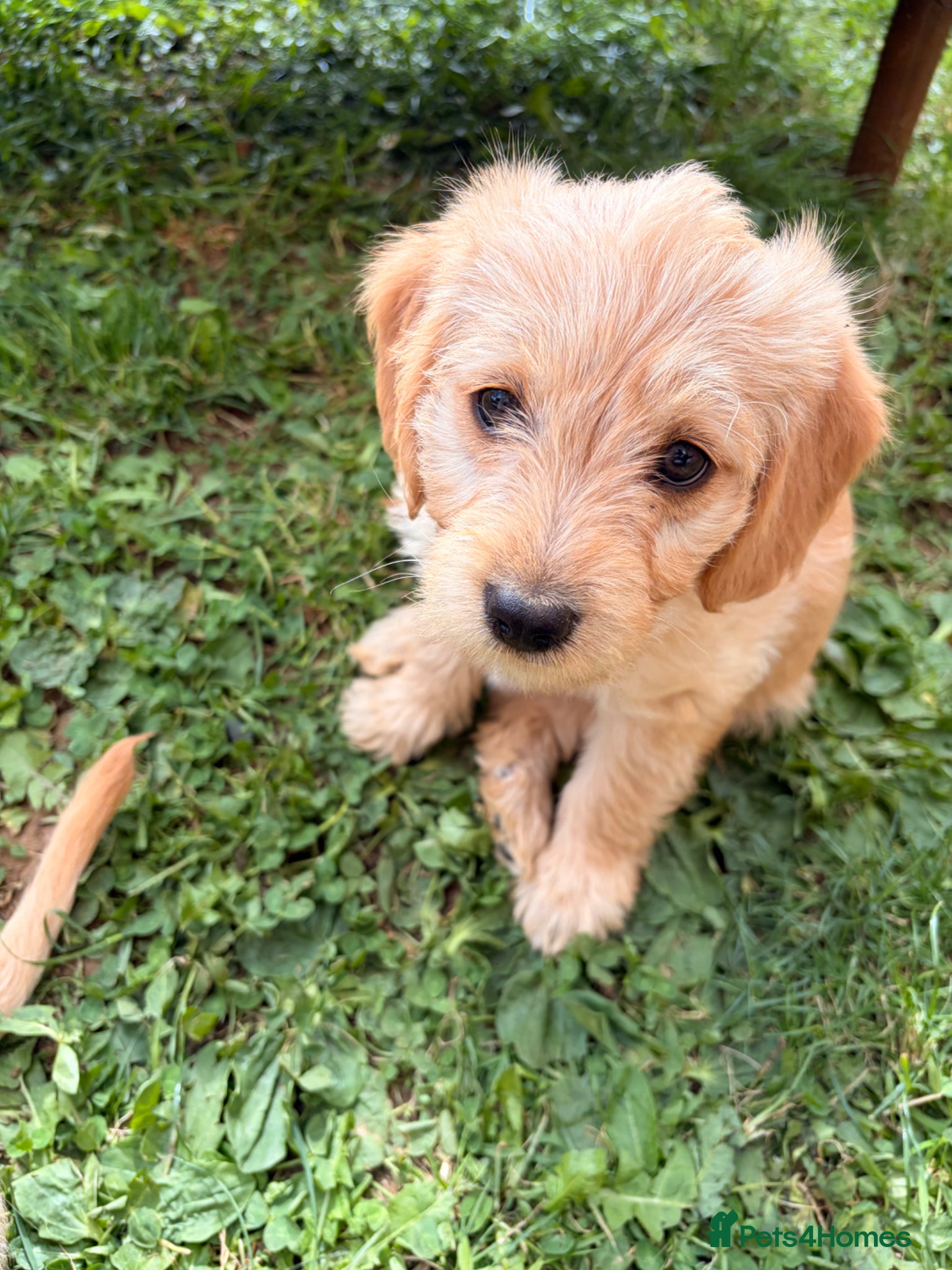 Labradoodle dogs Red/light apricot Labradoodles for sale  - Advert 2