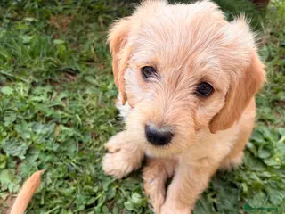 Labradoodle dogs Red/light apricot Labradoodles for sale - Advert 2