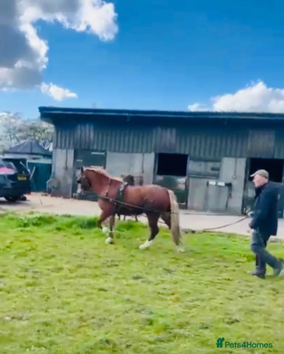 Welsh Section C horses for sale: Fleshy Chestnut Welsh pony  - Advert 2