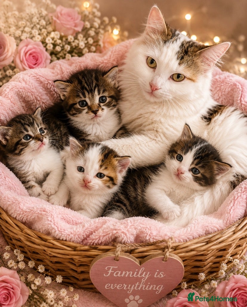 Mixed Breed cats Beautiful Kittens (3 girls & 1 boy) ♥️ - Advert 17