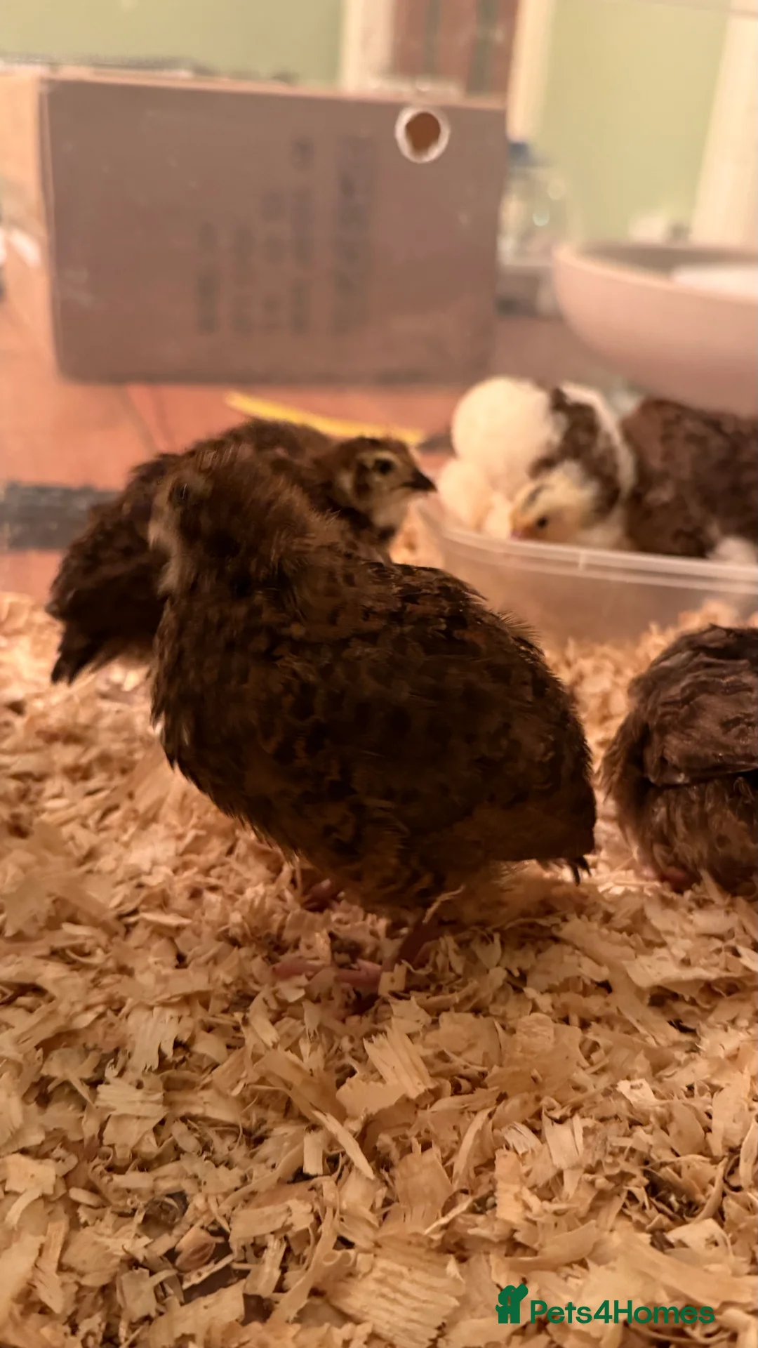 Quail poultry for sale: 🩵Celadon Coturnix quail chicks 💙 - Advert 16