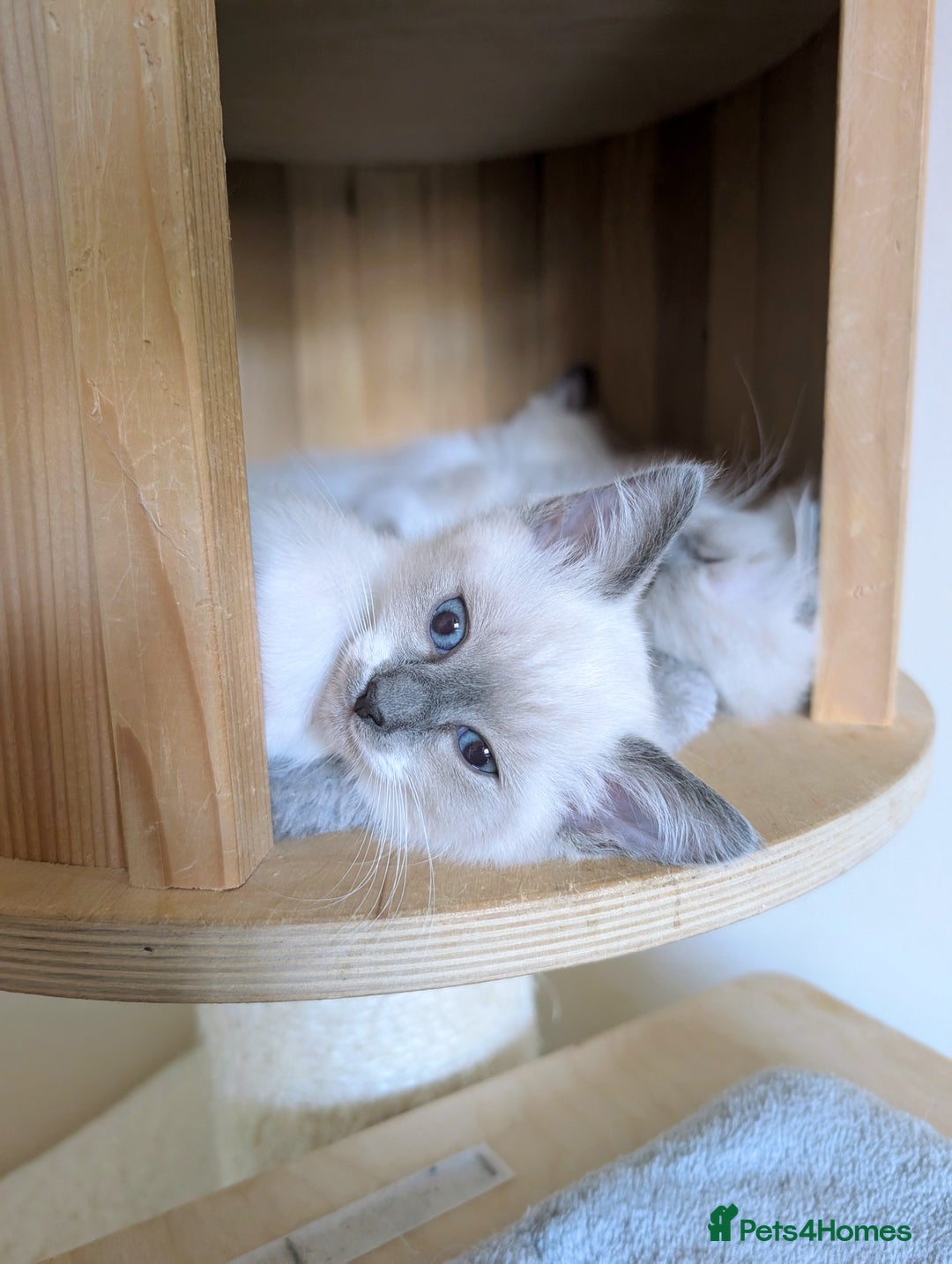 Ragamese cats for sale: 🐾💎Ragdoll X Siamese (Ragamese) Kittens💎🐾 - Image 31