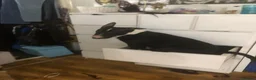 Mixed Breed dogs for sale: 6 month mixed English bullterrier femail - Advert 1