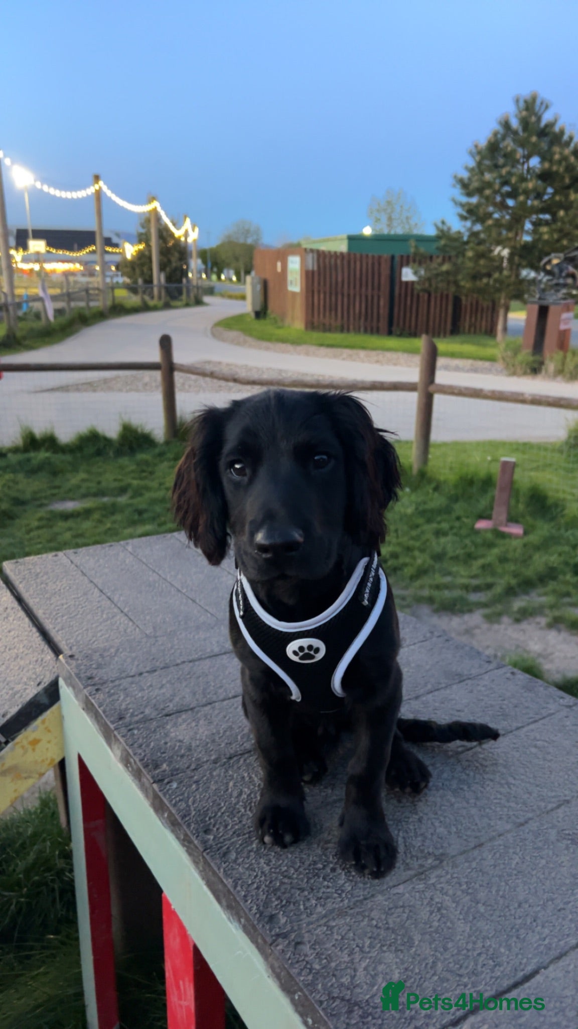Cocker Spaniel dogs Cocker spaniel for rehome  - Advert 1