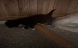 Turkish Angora cats for sale: Gorgeous Turkish Angora cross kittens  - Image 4