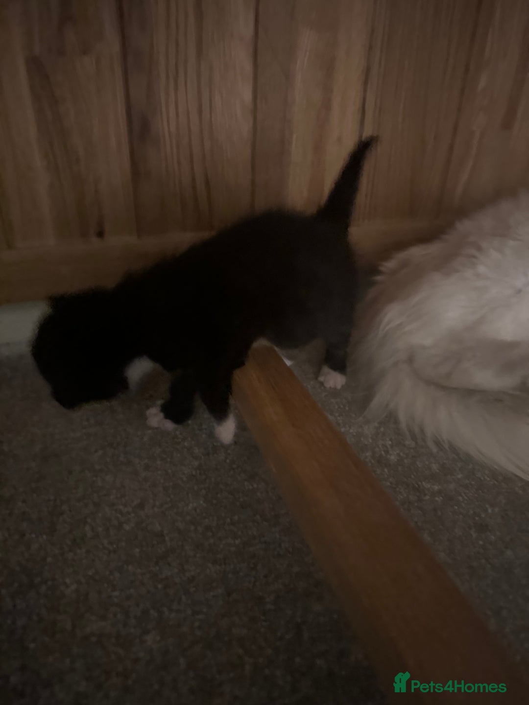 Turkish Angora cats for sale: Gorgeous Turkish Angora cross kittens  - Image 4