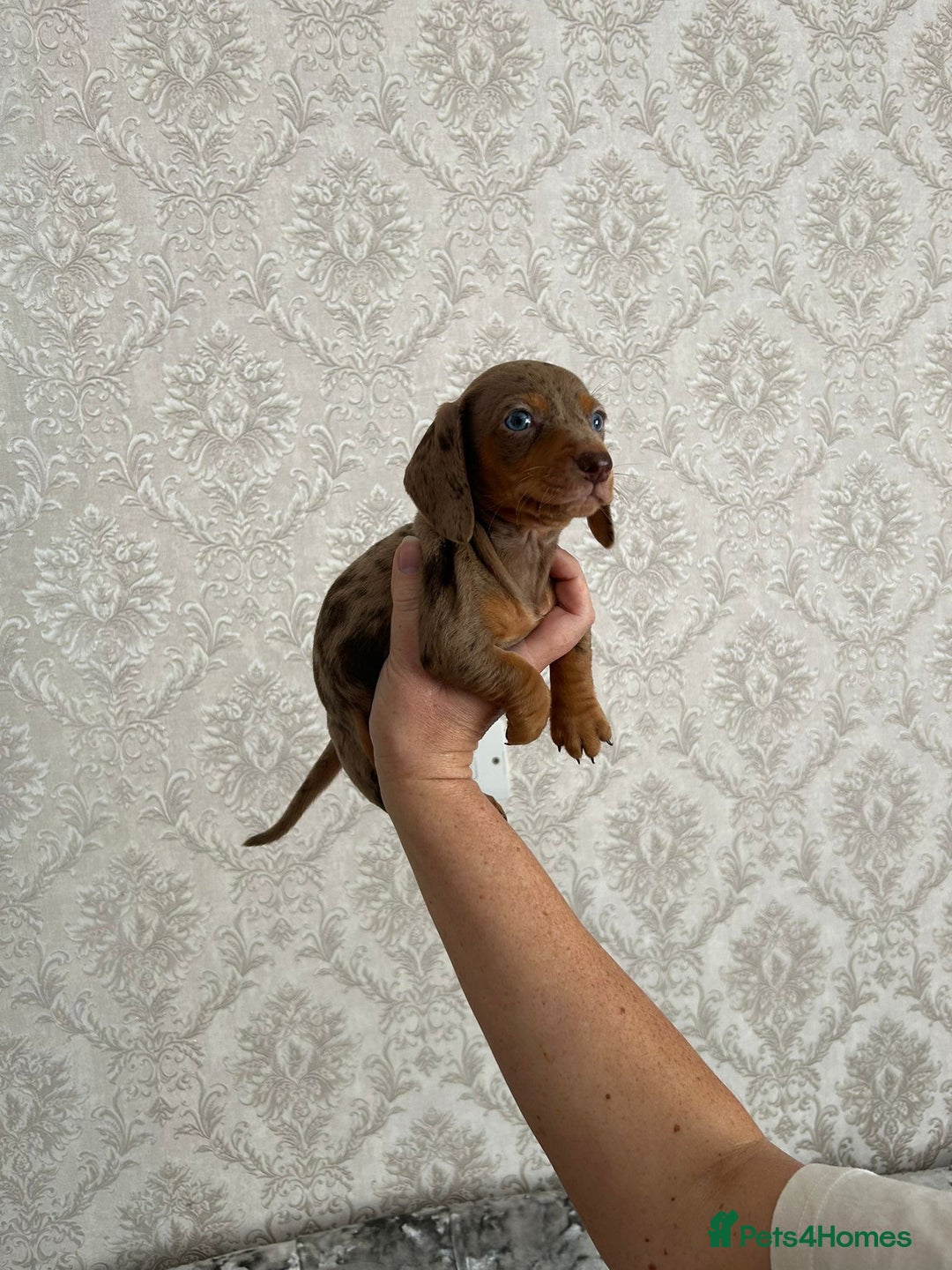 Dachshund dogs for sale: Beautiful miniature dachund puppies  - Image 3