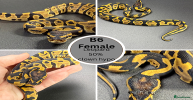 Python Snake reptiles **Only 2 Left ** Ball Python Hatchlings - Advert 11