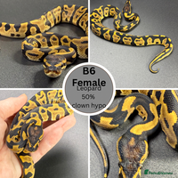 Python Snake reptiles **Only 2 Left ** Ball Python Hatchlings - Advert 4