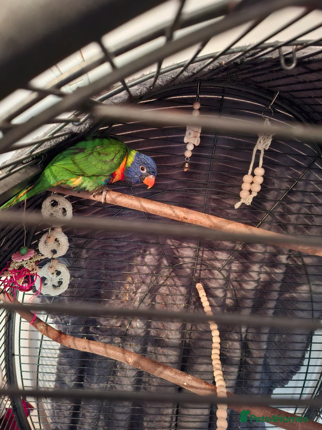 Lorikeets birds for sale: Lorikeet  - Advert 1