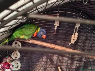 Lorikeets birds Lorikeet - Advert 1