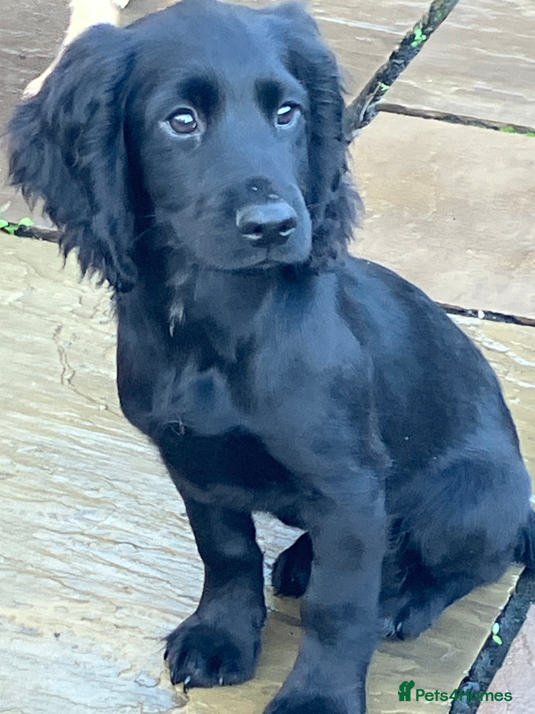 Cocker Spaniel dogs for sale: Working Cocker Pups  - Image 9