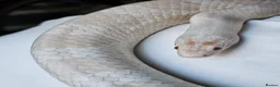 Corn Snake reptiles for sale: Male Adult Ghost Corn Snake 4 Years Old in Exeter - Advert 7