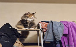 Maine Coon cats for sale: Lovely girl  - Image 3