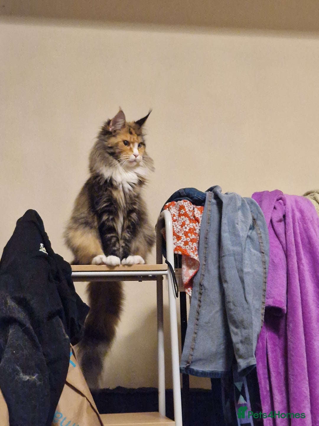 Maine Coon cats for sale: Lovely girl  - Image 3