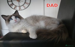 Ragdoll cats for sale: RAGDOLL BICOLOUR BOY BLUE EYES READY NOW! - Image 21