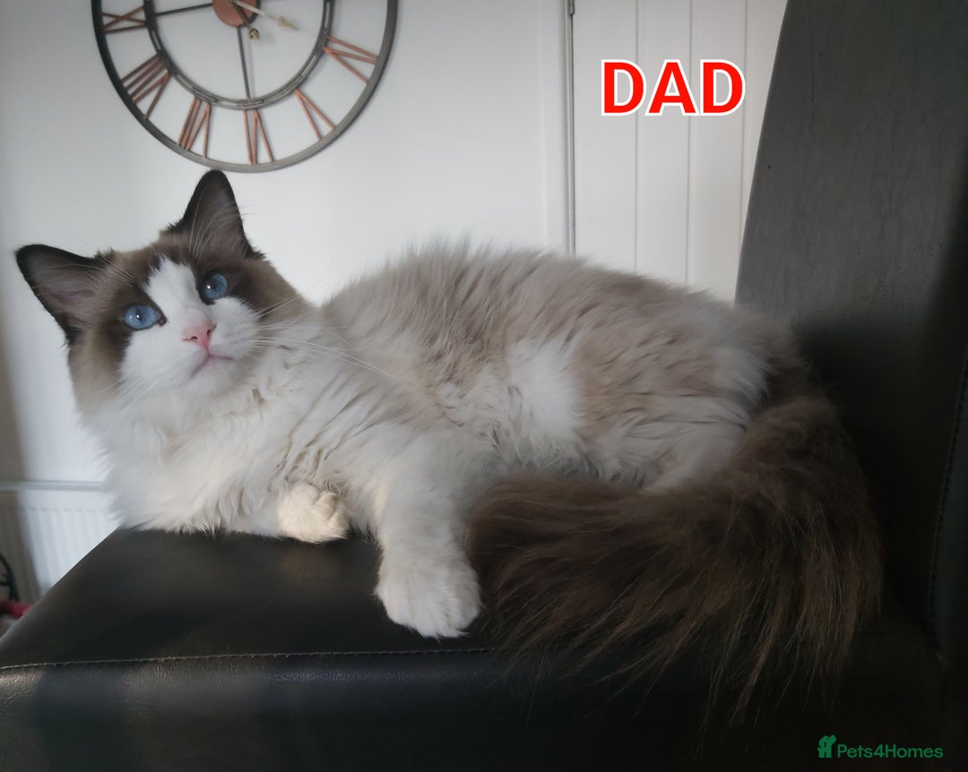 Ragdoll cats for sale: RAGDOLL BICOLOUR BOY BLUE EYES READY NOW! - Image 21