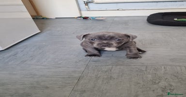 Staffordshire Bull Terrier dogs - Advert 2