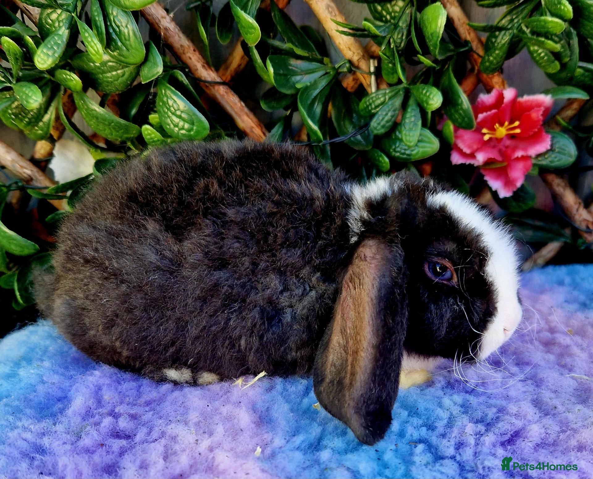 Mini Lop rabbits for sale: Baby Miniature Plush Lops  - Advert 2
