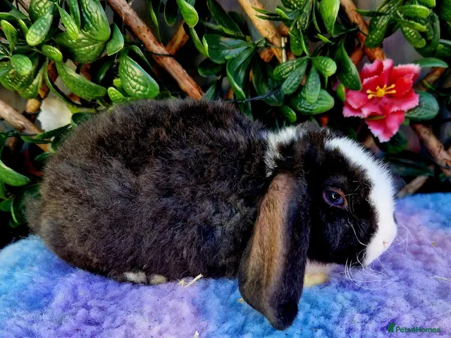 Mini Lop rabbits for sale: Baby Miniature Plush Lops - Advert 2