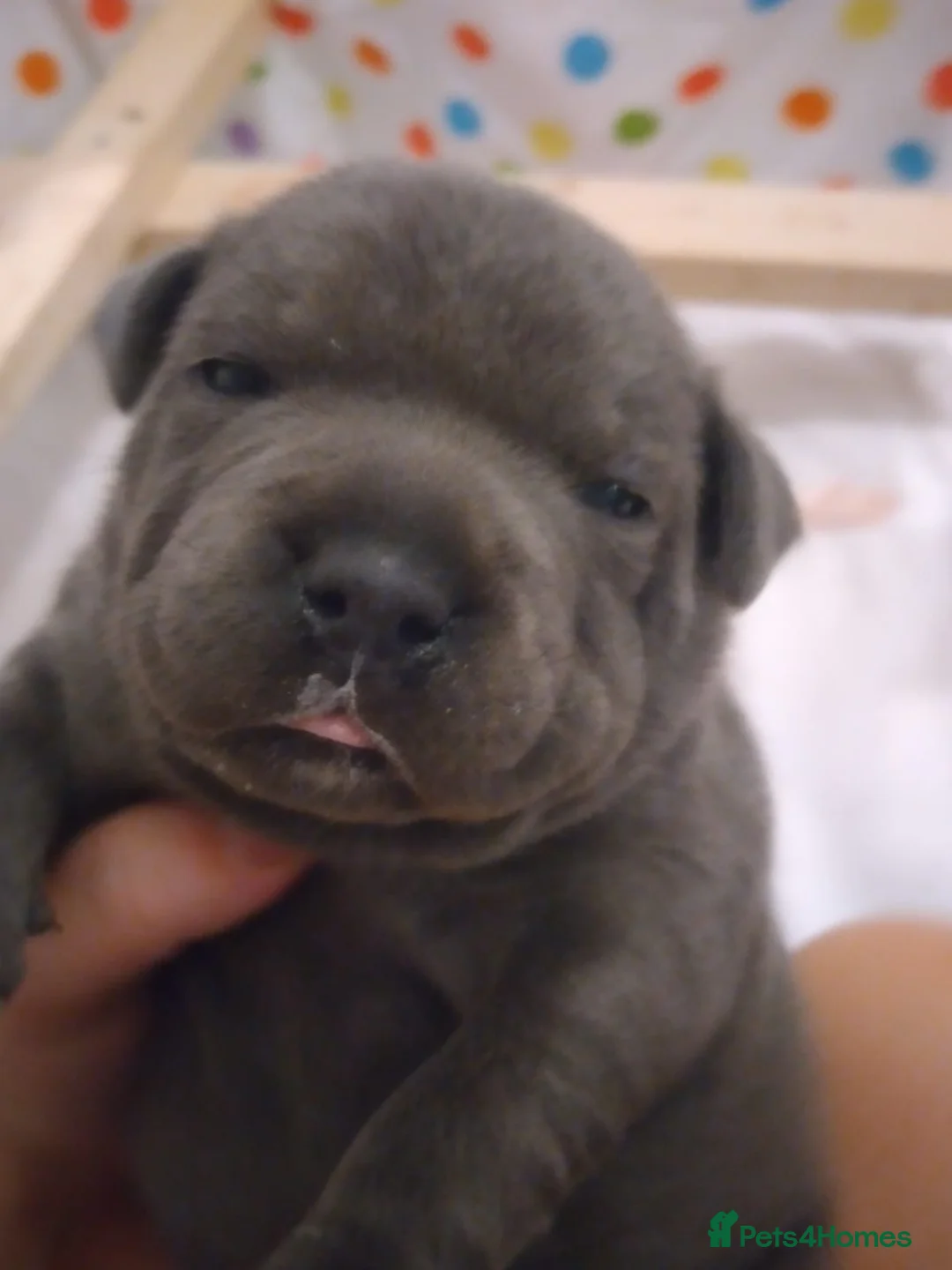 Staffordshire Bull Terrier dogs for stud: PROVEN STUD. ADONIS JUNIOR NOBLESTAFF!!! in Stoke-on-Trent - Advert 8