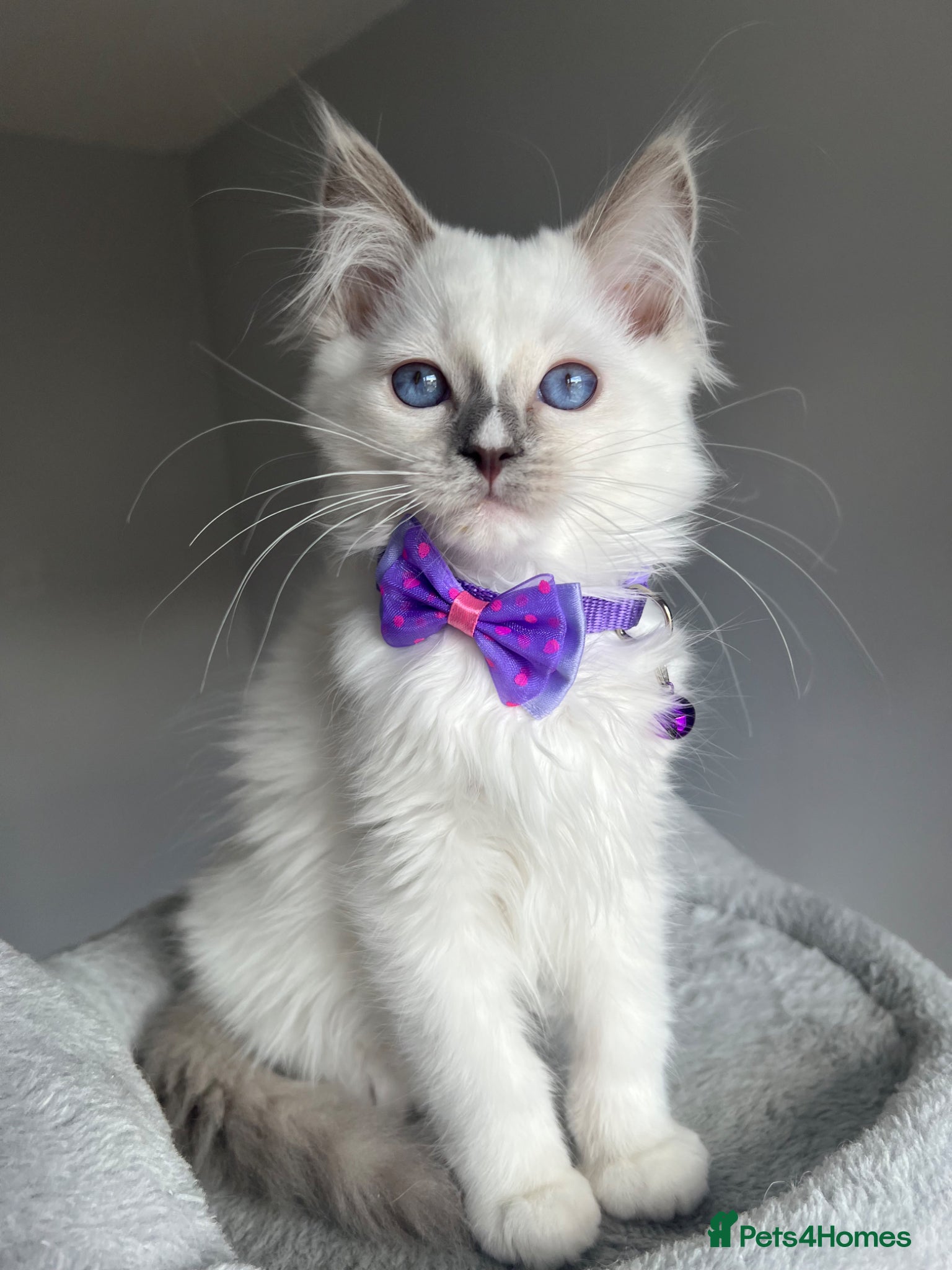 Ragdoll cats GCCF Pedigree Ragdoll kittens  - Advert 17