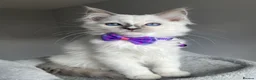 Ragdoll cats for sale: GCCF Pedigree Ragdoll kittens  - Advert 7