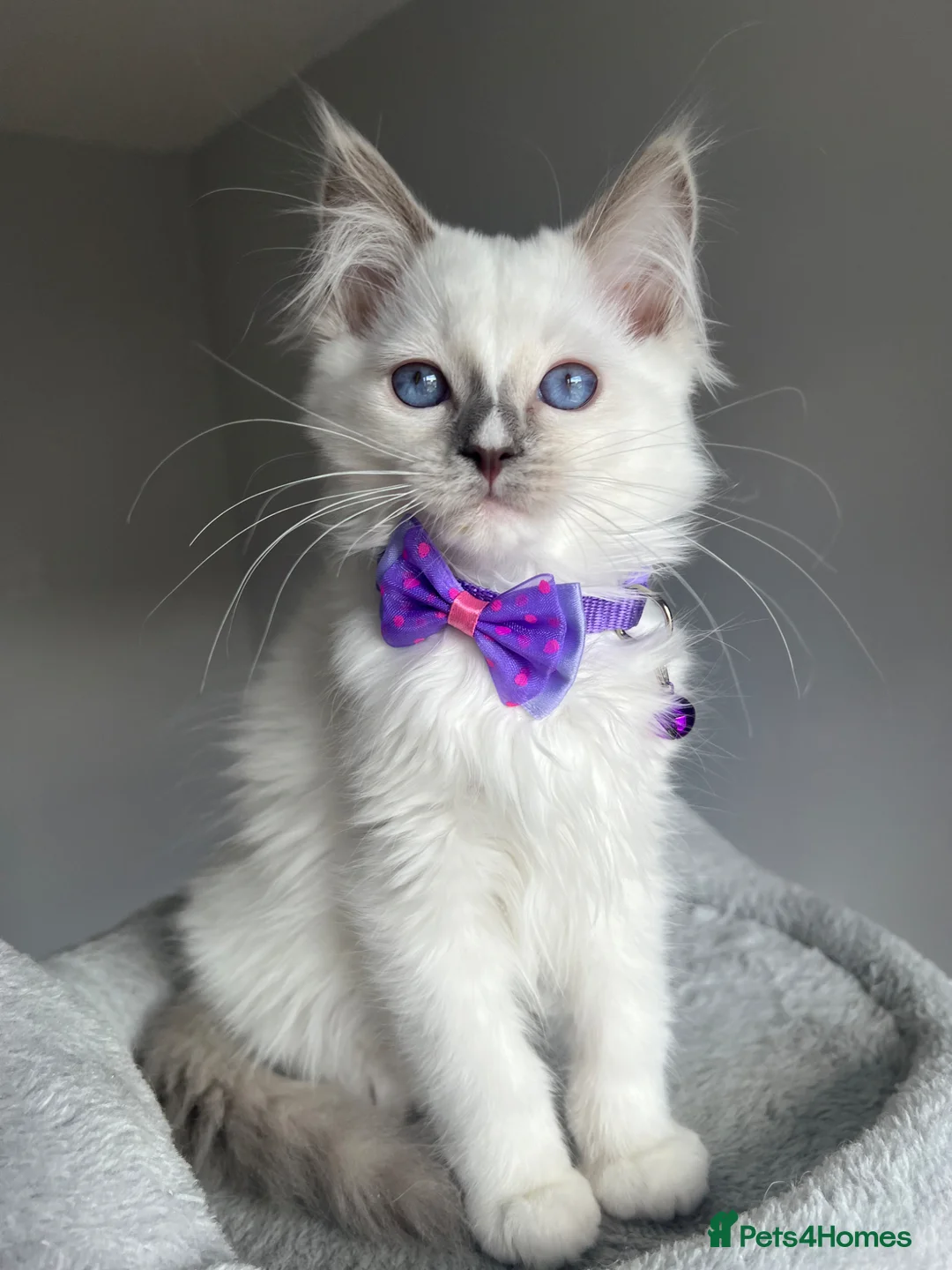 Ragdoll cats for sale: GCCF Pedigree Ragdoll kittens LAST GIRL - Advert 1