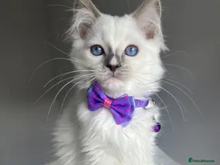 Ragdoll cats GCCF Pedigree Ragdoll kittens - Advert 17