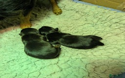 Miniature Dachshund dogs for stud: Miniature Dachshund Stud dog - Image 3