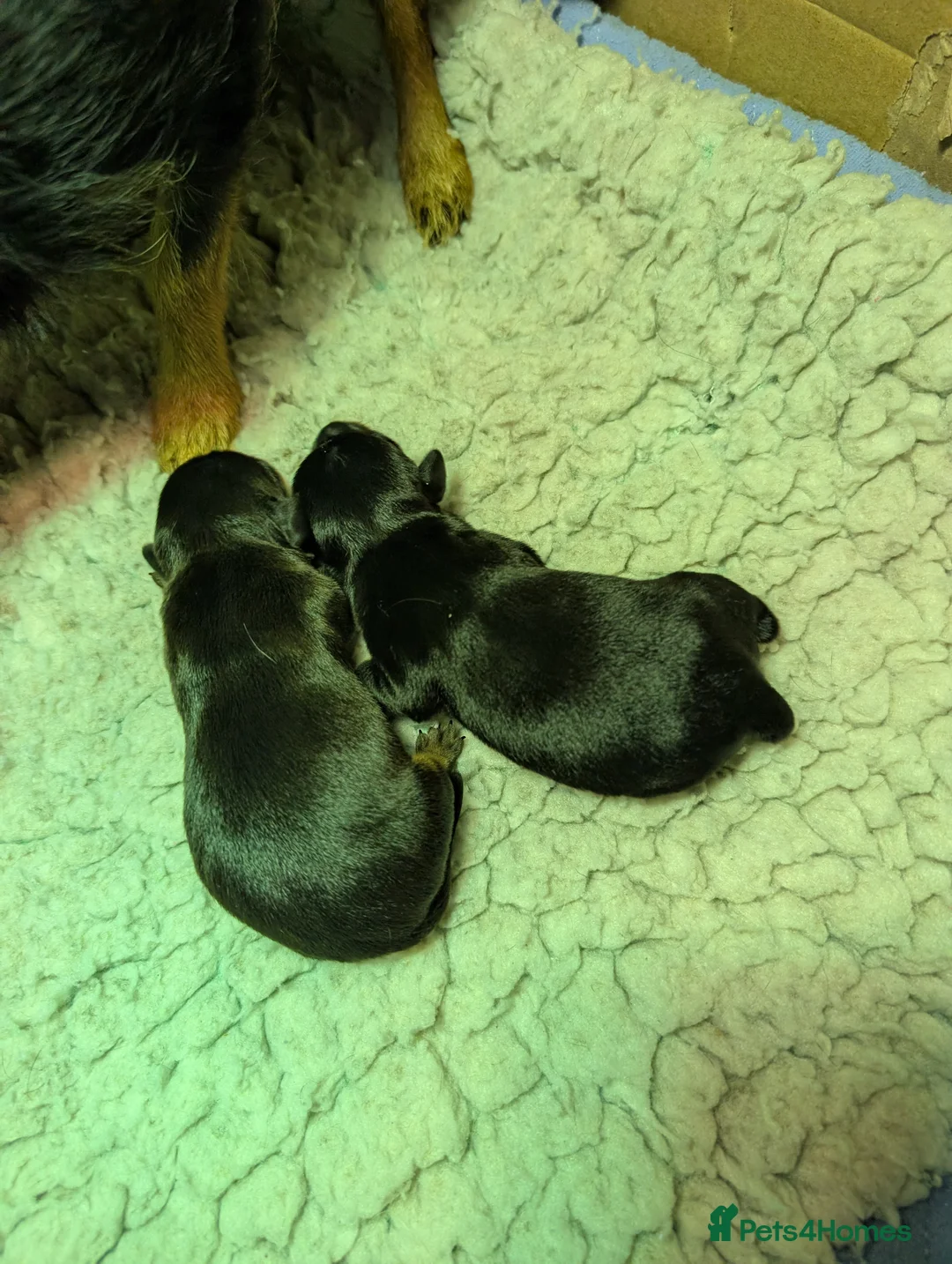 Miniature Dachshund dogs for stud: Miniature Dachshund Stud dog - Advert 3