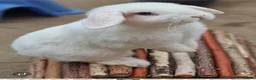 Mini Lop rabbits for sale: Reduced 🩵 7 Wks Blue Otter Split & Broken White - Advert 6